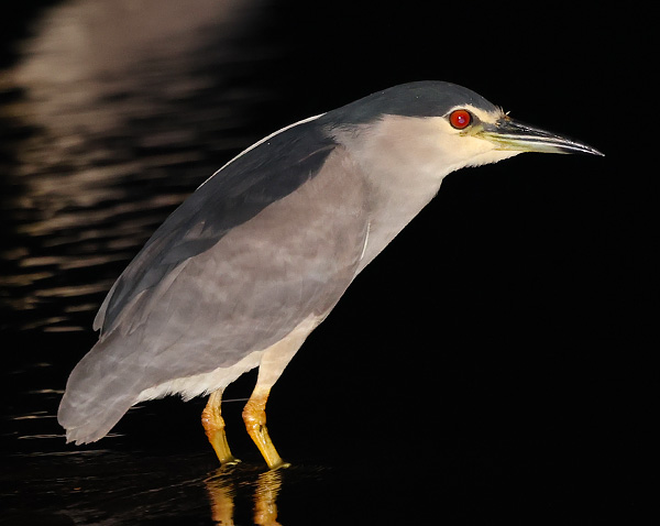 Black-crowned Night Heron